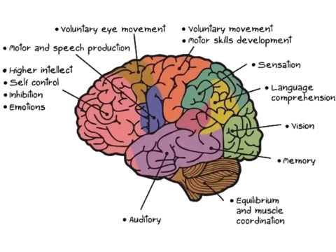functions of brain
